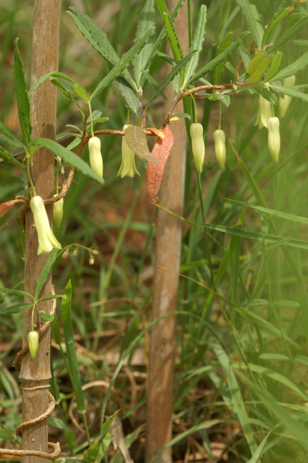 Billardiera uniflora